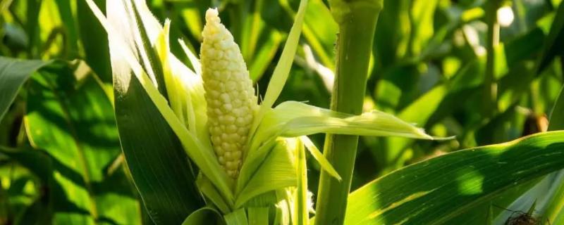 硕秋709玉米种子简介，密度4500—5000株/亩