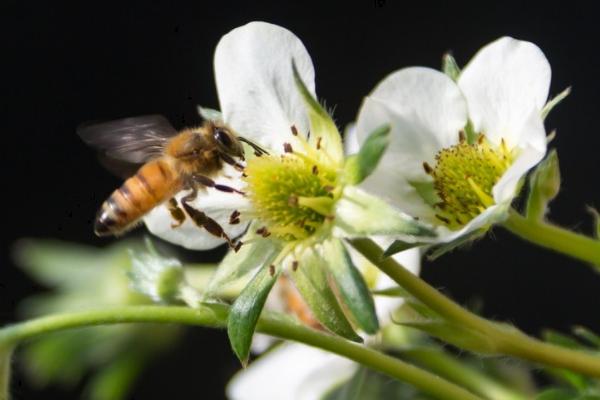 小蜜蜂在什么花丛中采蜜，通常是在茂密的花丛中采蜜