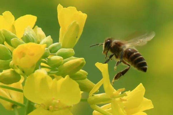小蜜蜂在什么花丛中采蜜，通常是在茂密的花丛中采蜜