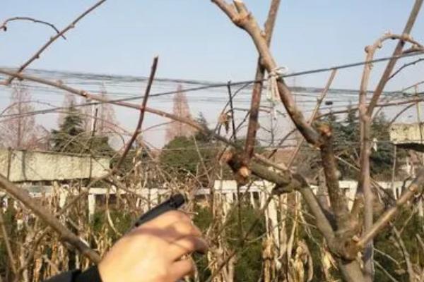 猕猴桃冬剪技术，首先做好徒长枝的修剪工作