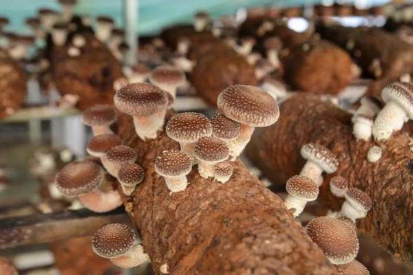 种植香菇注水后要闷棚多久，一般不需要闷棚、通风换气可刺激出菇