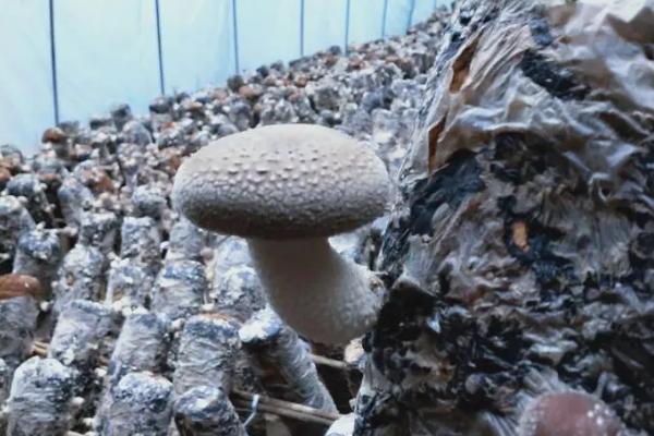 种植香菇注水后要闷棚多久，一般不需要闷棚、通风换气可刺激出菇