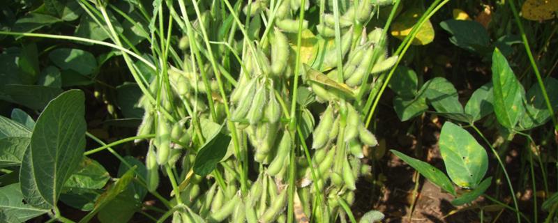 吉育86大豆简介，生育期128天