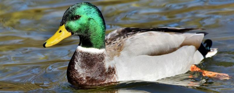 绿头鸭如何区分公鸭和母鸭，可从外观、肛门和动作来区分