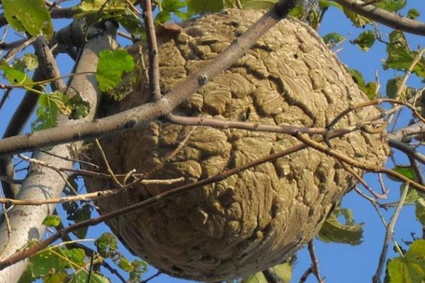 人头蜂窝值钱吗，主要取决于胡蜂种类、蜂巢大小、幼虫数量