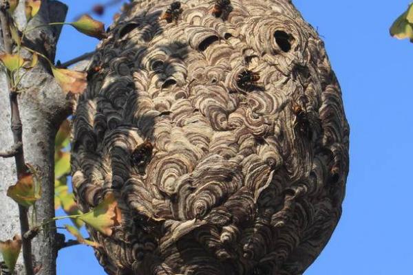人头蜂窝值钱吗，主要取决于胡蜂种类、蜂巢大小、幼虫数量