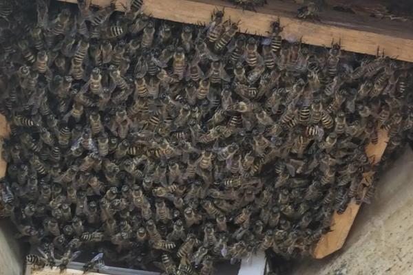 养蜂技术指导人工分蜂，王台封盖时便可以准备分蜂