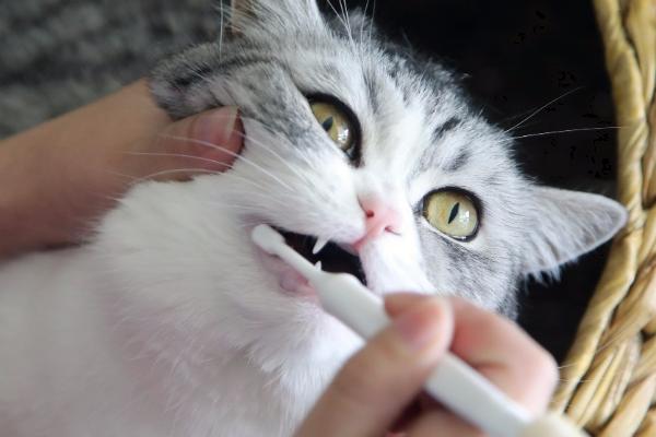 如何让猫咪喜欢刷牙，可采用食物奖励法循序渐进的引导