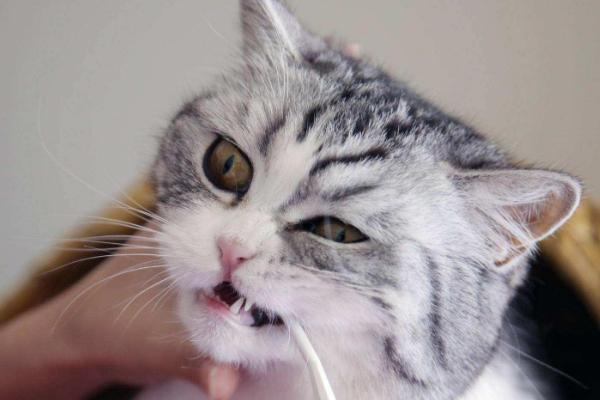 如何让猫咪喜欢刷牙，可采用食物奖励法循序渐进的引导