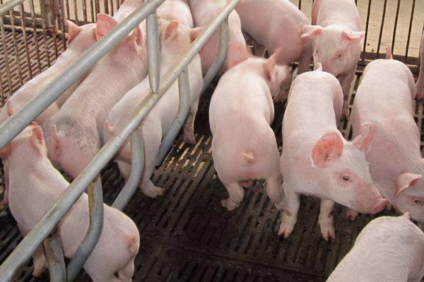怎么防治猪的相关疾病，需定期接种疫苗、做好猪舍的消毒工作