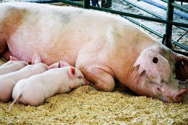 后备母猪初产管理要点，应该在8月龄、体重110公斤时进行