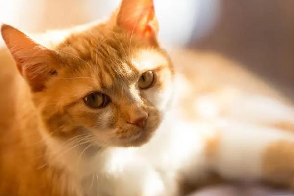 猫咪软骨病怎么治，不同原因导致的治疗方法不同