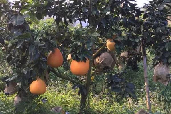 红肉蜜柚的施肥方法，可土壤施肥或根外追肥
