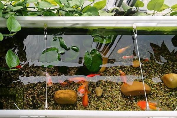养鱼自来水的处理方法，自来水一定要暴晒2-3天后再使用