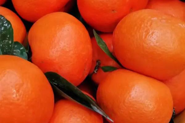 柑橘（柑桔）简介，是橘、柑、橙、金柑、柚、枳等的总称
