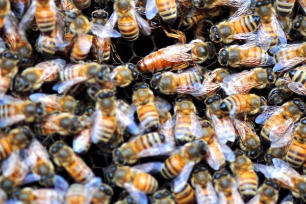 意蜂怎样组织双王群，先混淆两群蜂的群味后再组成双王群