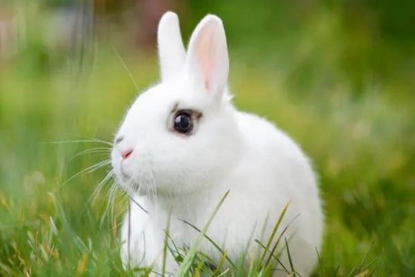 兔子为什么磨牙，磨牙不及时会导致牙齿太长