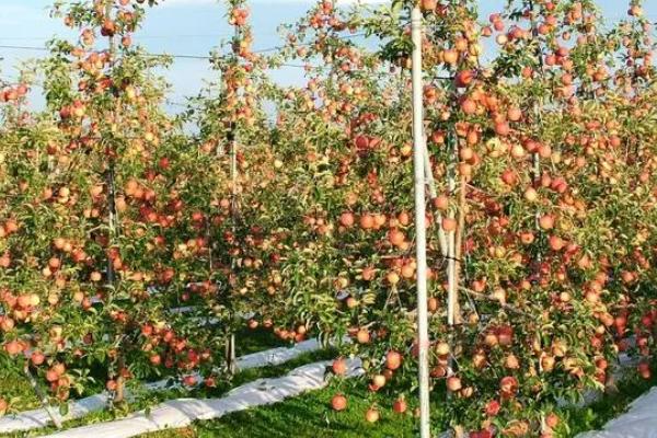 苹果树施肥要点，秋季要早施基肥、旺长树要重施磷钾肥