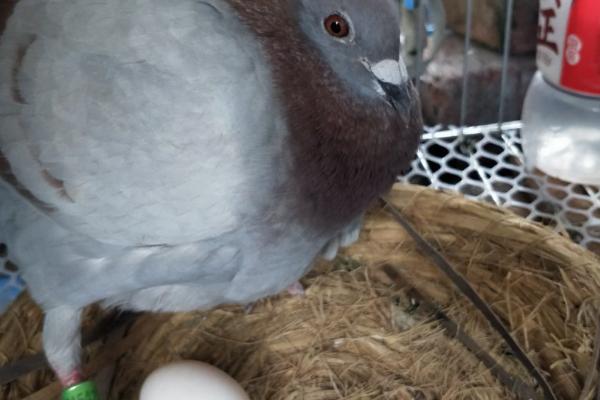 鸽子第一个蛋和第二个蛋间隔多久，间隔时间一般为46小时左右