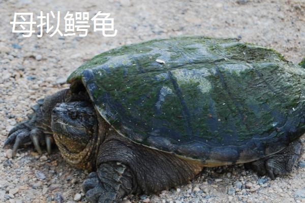 拟鳄龟最大能长到什么程度，人工饲养体长可达到30-45厘米左右