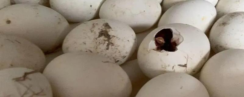 孵鹅蛋需要多少天，在30天左右