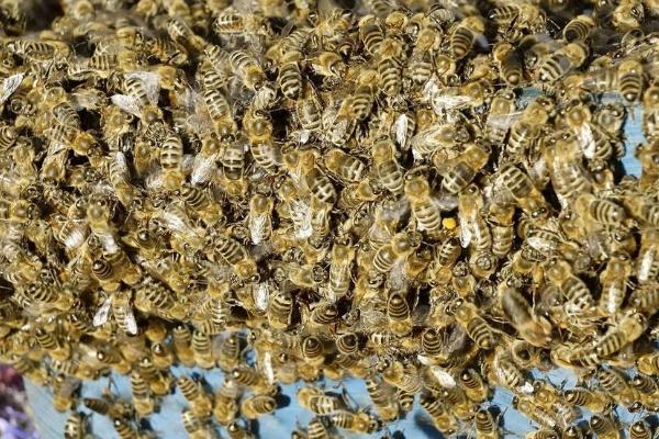 蜜蜂白垩病的防治方法，可换箱换脾或使用药物防治