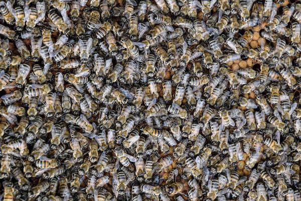 蜜蜂白垩病的防治方法，可换箱换脾或使用药物防治