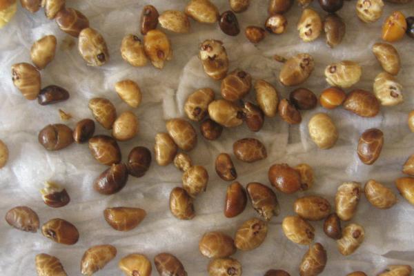 空心菜种子要泡多久才能种，大概需要浸泡24个小时左右
