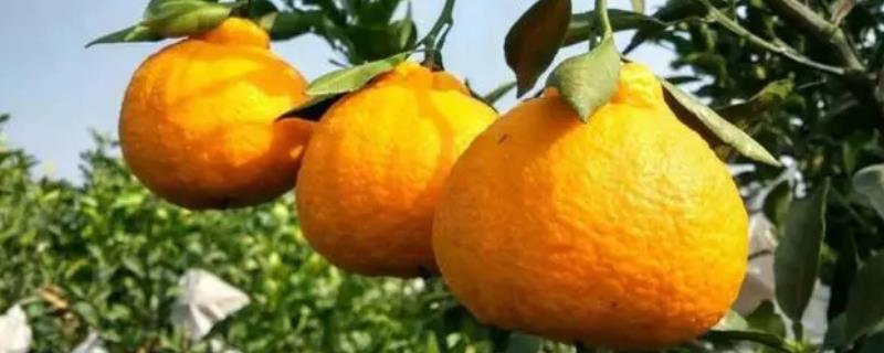 丑橘产自哪里，原产自日本
