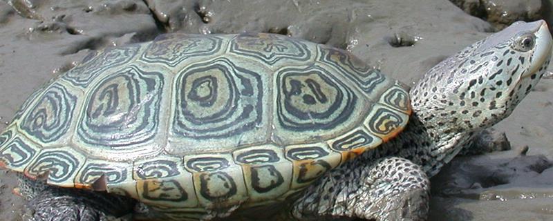 钻纹龟是什么龟，是北美洲唯一可以生活在含盐水域的龟类