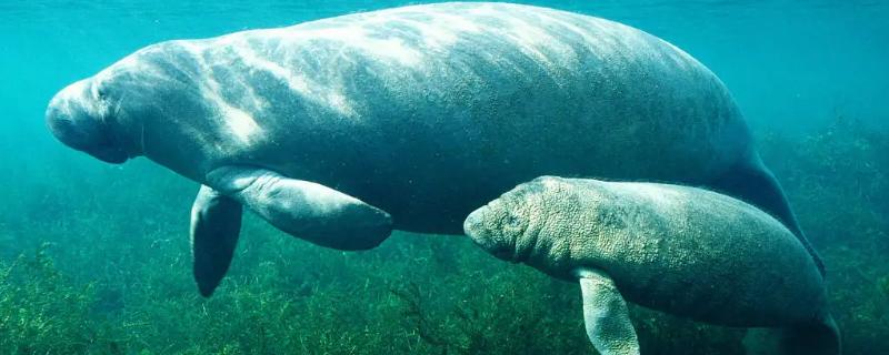 海牛的种类，即美洲海牛、亚马逊海牛和非洲海牛