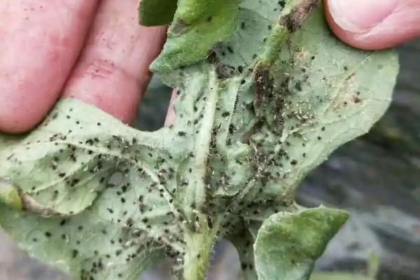 西瓜蚜虫的危害症状，群集在瓜的嫩叶背面和嫩茎上吸食汁液