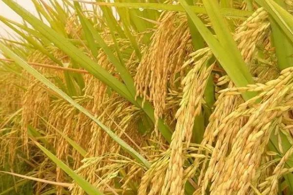 内香优1092水稻种简介，该品种基部叶鞘绿色