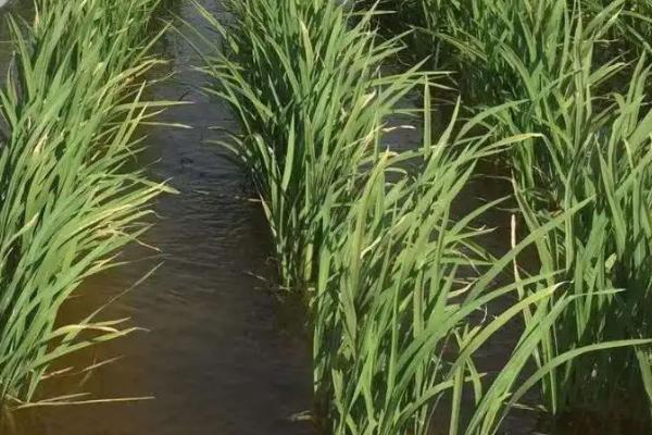 内香优1092水稻种简介，该品种基部叶鞘绿色
