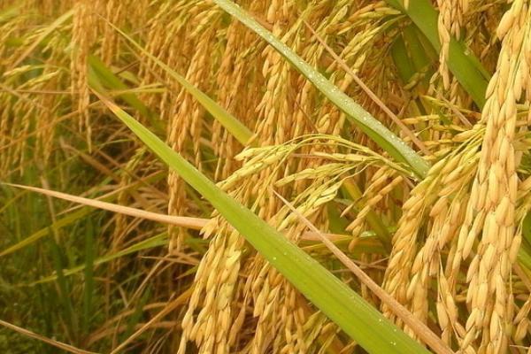 吉田优华占水稻品种的特性，综合防治病虫害