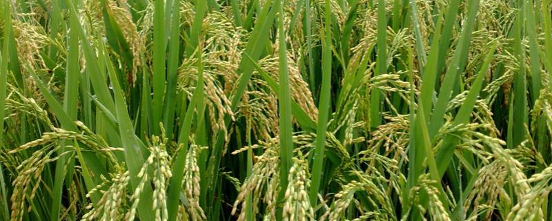 吉田优华占水稻品种的特性，综合防治病虫害