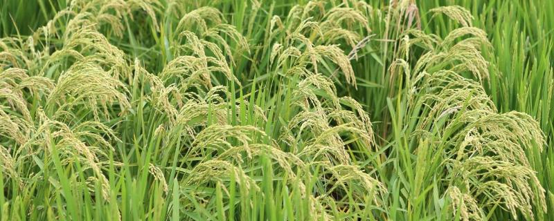 内两优778水稻种简介，综合防治病虫害