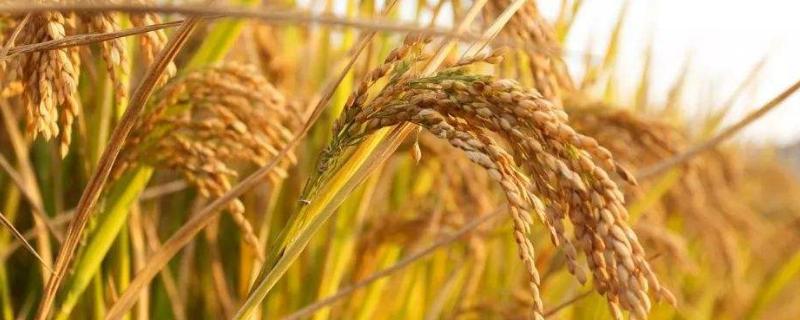 川优6883水稻种子简介，综合防治病虫害