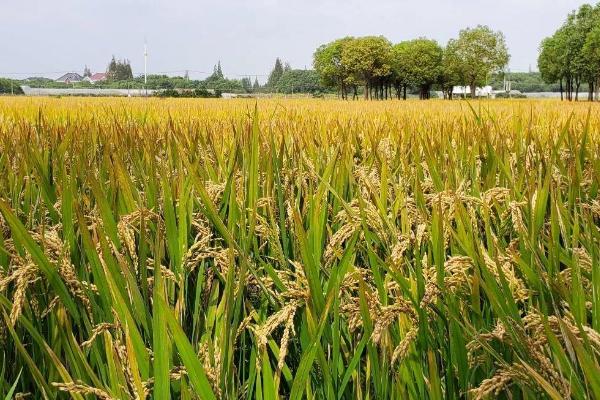 泰谷优533水稻种子简介，该品种基部叶鞘绿色