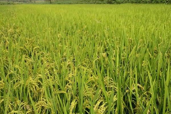 忠香优丽晶水稻种子特点，该品种基部叶鞘绿色
