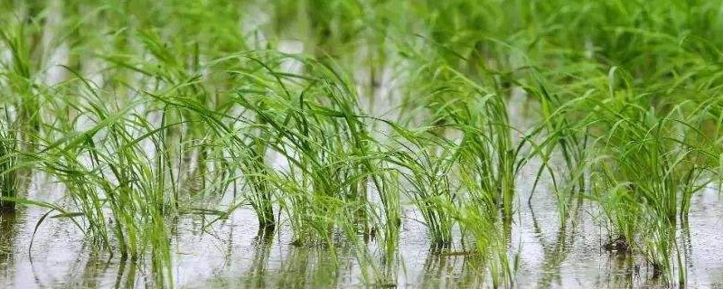川康优723水稻品种简介，该品种基部叶鞘绿色