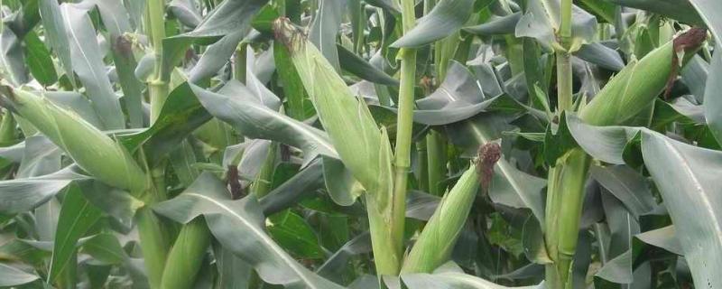 裕单199玉米种子特征特性，大喇叭口期防治玉米螟