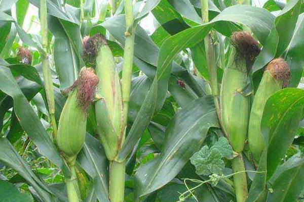 鑫玉3540玉米品种的特性，中抗大斑病和穗腐病