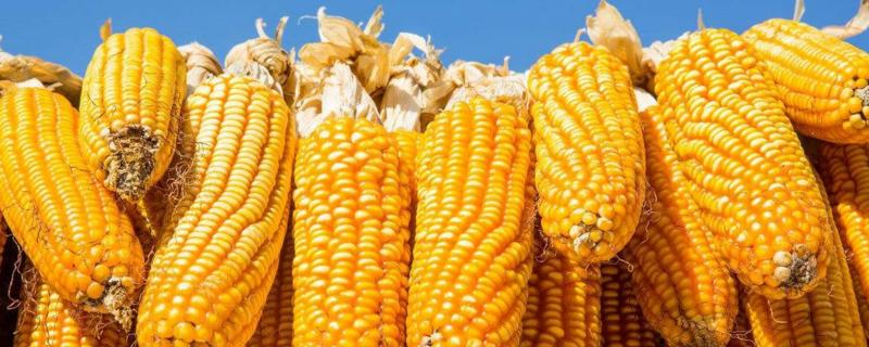 昇谷玉687（区试名称：炎黄68M237）玉米品种简介，大喇叭口期防治玉米螟