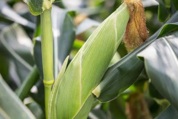 滇砚126玉米种子特点，在整个种植过程中注意防治杂草