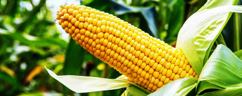瑞甜3号玉米品种简介，后期注意病虫害防治