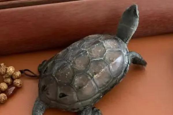 草龟能活多久，在二十岁到三十岁左右