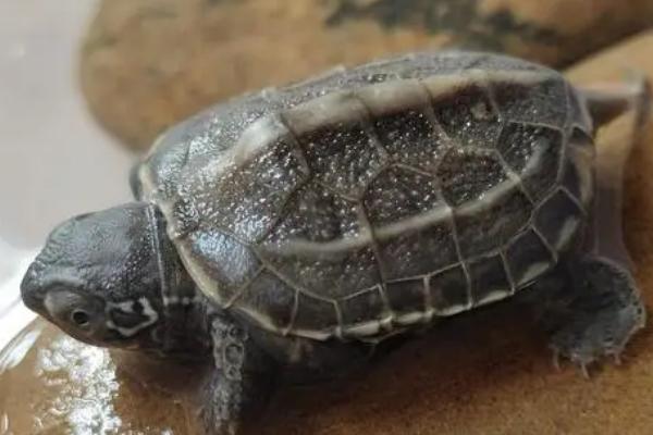 草龟能活多久，在二十岁到三十岁左右