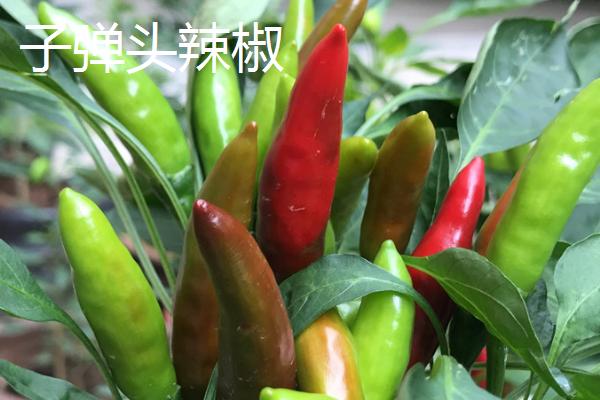 子弹头辣椒和辣椒王的区别，外观、口感和食用方式均不同