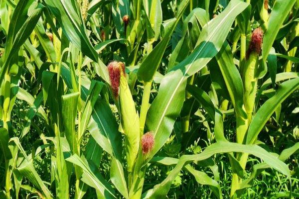 吉农大668玉米种简介，东华北春玉米区出苗至成熟127天